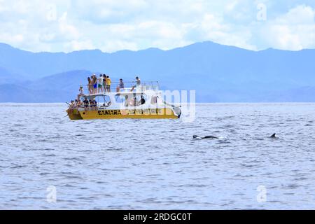 März 14 2023 - Samara, Guanacaste in Costa Rica: Bootsausflug zur Beobachtung von Delfinen im Pazifik mit Delfinen vor dem Hotel Stockfoto