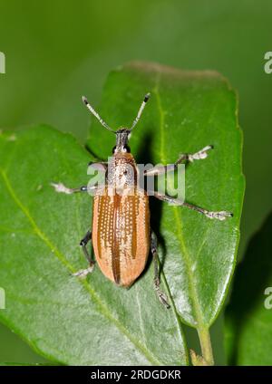 Diaprepes Root Weevil (Diaprepes abbreviatus) krabbelt auf Yaupon Holly Leaves in Houston, TX. Schädling, der viele Arten von Pflanzen schädigen kann. Stockfoto