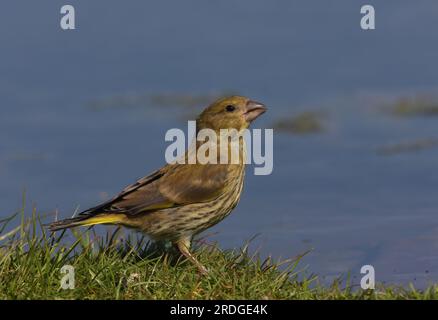 European Greenfinch (Carduelis chloris) juvenile Trinker aus dem Teich Eccles-on-Sea, Norfolk, Vereinigtes Königreich. Ju ne Stockfoto