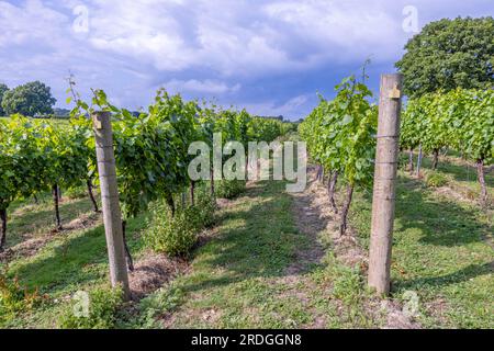 UK Vineyard Kent Stockfoto