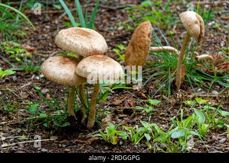 Eine enge Gruppe von großen Pilzen in voller Länge und neben einer anderen Gruppe im Hintergrund, die im Sommer in einen Garten fällt Stockfoto