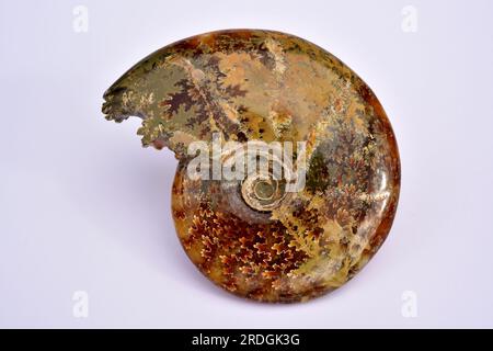 Ammonit Fossil Cleoniceras cleon aus der Kreidezeit Madagaskars. Weichtiere, Cephalopoda, Ammonitida, Hoplitidae. Stockfoto