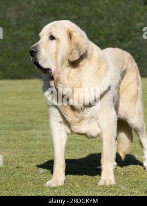 Spanischer Mastiff, reinrassiger Hund, ausgewachsene, gelbe Front, die auf dem Gras steht Stockfoto