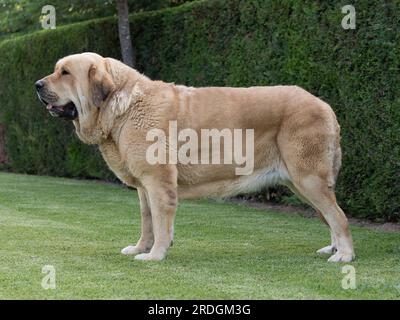 Spanischer Mastiff, reinrassiger Hund, ausgewachsene, gelbe Farbe, die auf dem Gras steht Stockfoto