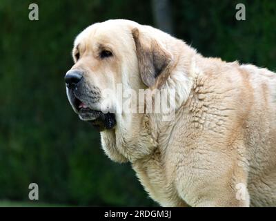 Porträt Spanischer Mastiffkopf, reinrassiger Hund, Erwachsener, gelb Stockfoto