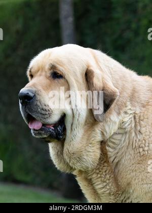 Porträt Spanischer Mastiffkopf, reinrassiger Hund, Erwachsener, gelb Stockfoto