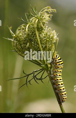 Raupe des Schwalbenschwanz-Schmetterlings (Papilio machaon), der sich von Königin Annes Spitze (Daucus carota) ernährt, oder wilde Karotte, die in der Regel als Unkraut gilt. Stockfoto