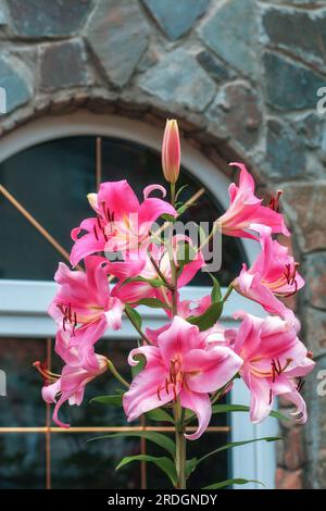 Rosa Lilien Blumen wachsen in der Nähe des Hüttenfensters. Blühende asiatische Lilie, die in der Nähe des Fensterhintergrunds wächst. Trompeten-Lilien, Lillium-Hybriden-Wachstum in Su Stockfoto