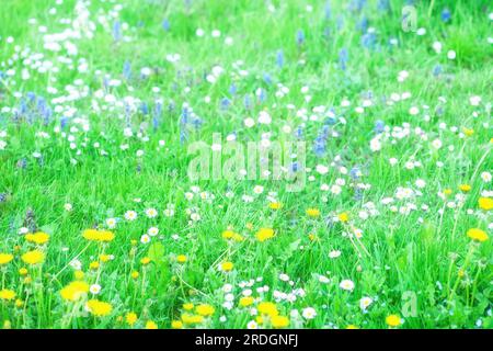 Grünes Gras, verschiedene Wildblumen wachsen auf der Frühlingswiese. Verschiedene Wildblumen, die im Sommerfeld wachsen. Wachstum frischer Pflanzen. Gemischter Löwenzahn, Gänseblümchen, B. Stockfoto