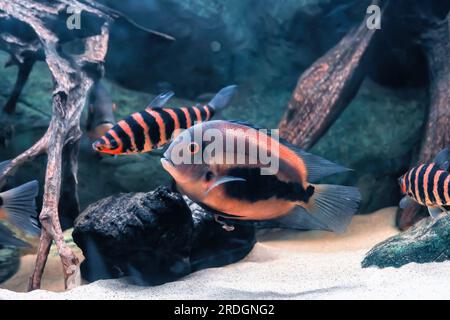 Blauer Fisch Uaru und orangefarbener schwarzer Leporinus, der im Aquarium schwimmt. Uaru amphiacanthoides und Leporinus fasciatus im Fluss, Seitenansicht. Dreieck-cic Stockfoto