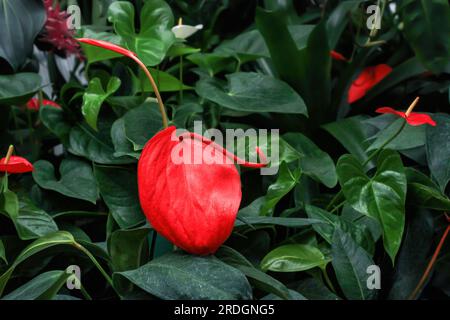 Große rote Flamingo-Blumen wachsen im botanischen Garten. Bunte Wildblumen aus Anthurium scherzerianum wachsen im sommerlichen grünen Regenwald. Schönheit, mehrfarbig Stockfoto