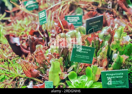 Im botanischen Garten wachsen verschiedene Pflanzen. Verschiedene fleischfressende rote, grüne Pitcher-Pflanze. Sarracenia, Pinguicula agnata, Pinguicula esseriana Blumen g. Stockfoto