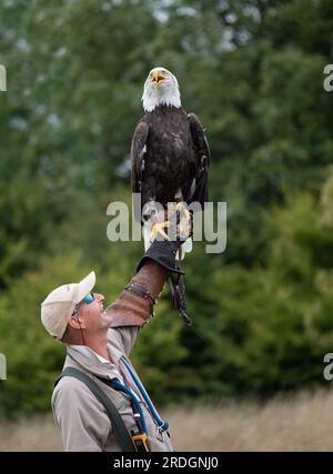 Falknerei, Vogel in der Hand. Weißkopfseeadler (Haliaeetus leucocephalus) Stockfoto