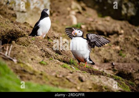 Süße Papageientaucher, mit ihren süßen Clowngesichtern, die ihre Geschäfte auf Skomer Island, Pembrokeshire, Wales machen Stockfoto