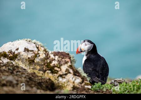 Süße Papageientaucher, mit ihren süßen Clowngesichtern, die ihre Geschäfte auf Skomer Island, Pembrokeshire, Wales machen Stockfoto