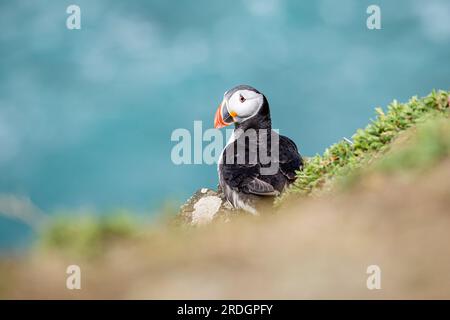 Süße Papageientaucher, mit ihren süßen Clowngesichtern, die ihre Geschäfte auf Skomer Island, Pembrokeshire, Wales machen Stockfoto