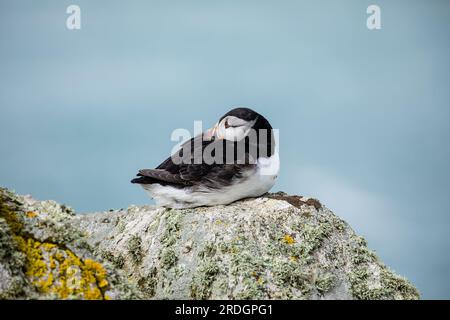 Süße Papageientaucher, mit ihren süßen Clowngesichtern, die ihre Geschäfte auf Skomer Island, Pembrokeshire, Wales machen Stockfoto