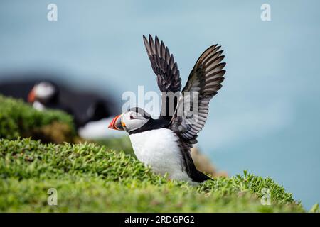 Süße Papageientaucher, mit ihren süßen Clowngesichtern, die ihre Geschäfte auf Skomer Island, Pembrokeshire, Wales machen Stockfoto