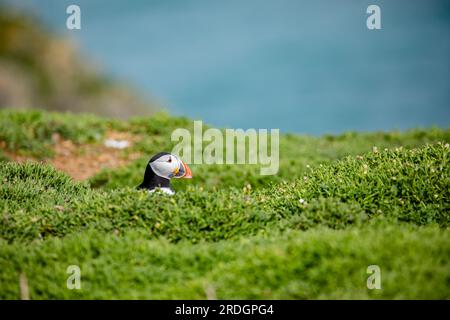 Süße Papageientaucher, mit ihren süßen Clowngesichtern, die ihre Geschäfte auf Skomer Island, Pembrokeshire, Wales machen Stockfoto