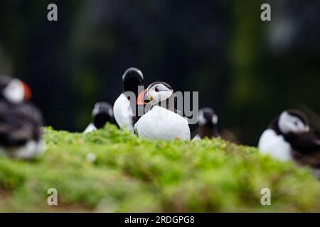 Süße Papageientaucher, mit ihren süßen Clowngesichtern, die ihre Geschäfte auf Skomer Island, Pembrokeshire, Wales machen Stockfoto