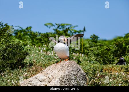 Süße Papageientaucher, mit ihren süßen Clowngesichtern, die ihre Geschäfte auf Skomer Island, Pembrokeshire, Wales machen Stockfoto