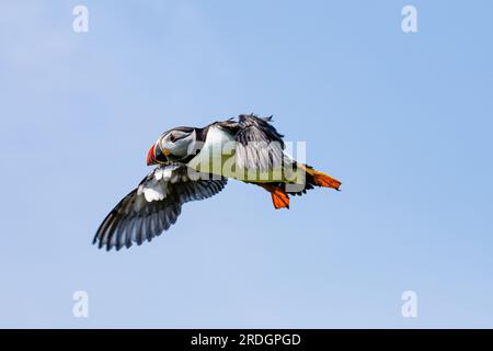 Süße Papageientaucher, mit ihren süßen Clowngesichtern, die ihre Geschäfte auf Skomer Island, Pembrokeshire, Wales machen Stockfoto