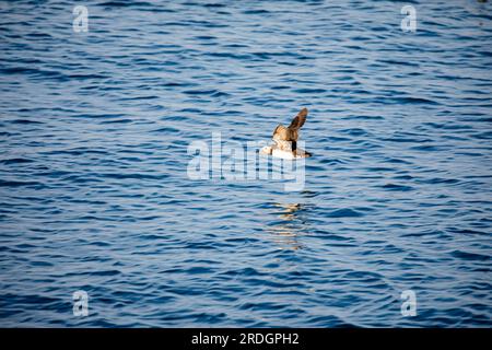 Süße Papageientaucher, mit ihren süßen Clowngesichtern, die ihre Geschäfte auf Skomer Island, Pembrokeshire, Wales machen Stockfoto