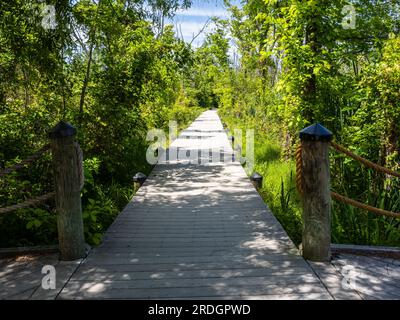 Durchqueren Sie das bezaubernde Sumpfgebiet von Theodore Roosevelt Island in Washington, D.C., USA, und folgen Sie einem schlängelnden Pfad, der Sie tiefer führt Stockfoto