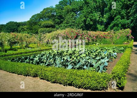 Kohlbett in einem formellen Küchengarten mit Hecken, mit einem Rosengarten und hohen Bäumen dahinter. Menkemaborg, Uithuizen, Groningen, Niederlande Stockfoto