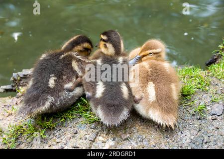 Nahaufnahme von drei süßen Entlein, die sich am Flussufer ausruhen Stockfoto