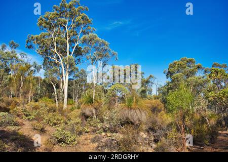 Landschaft mit Eukalyptusbäumen und Grasbäumen im trockenen Bereich des Avon Valley Nationalparks, in der Nähe von Perth, Westaustralien. Stockfoto