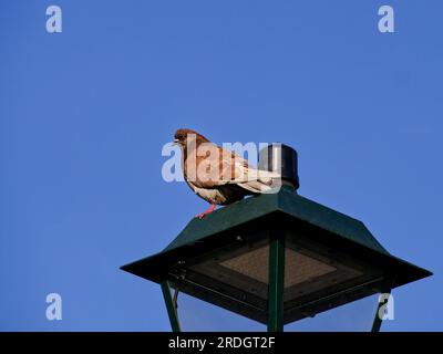 Taubentelephoto in klarem Himmel, Athen, Griechenland Stockfoto