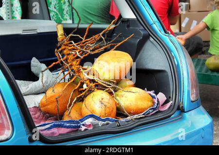 Stall Vender, auf Hilo's Farmer's Market auf der Big Island von Hawaii, warten mit ihren frischen Pflückkokonuts auf Kunden. Stockfoto