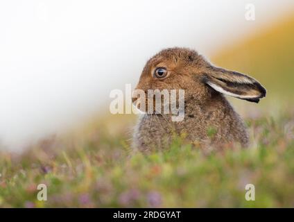 Schüchterner Schottischer Berghasen Stockfoto