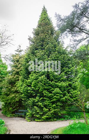 Abies cilicica, auch bekannt als Tanne oder Tanne des Taurus, in pyramidenförmiger Form Stockfoto