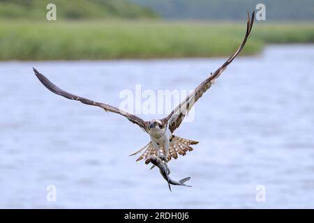 Westlicher Fischadler (Pandion haliaetus) im Flug mit gefangenen Fischbeuten in seinen Krallen, die im Spätsommer über das Wasser des Sees fliegen Stockfoto