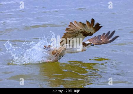 Westlicher Fischadler (Pandion haliaetus) mit gefangenen Fischen in seinen Krallen, die im Spätsommer aus dem Wasser des Sees abheben Stockfoto