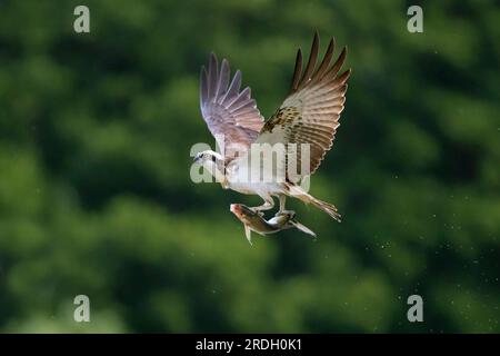 Westlicher Fischadler (Pandion haliaetus) im Flug mit gefangenen Fischbeuten in seinen Krallen, die im Spätsommer über das Wasser des Sees fliegen Stockfoto