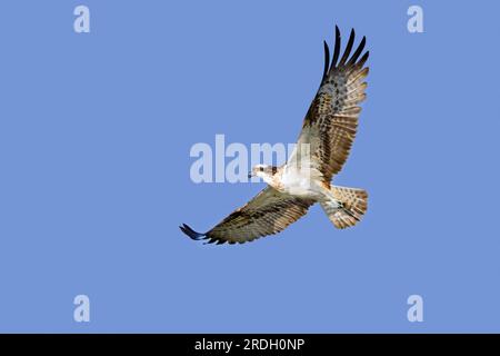 Westliche Fischadler (Pandion haliaetus) im Flug gegen den blauen Himmel, die im Spätsommer wandern Stockfoto