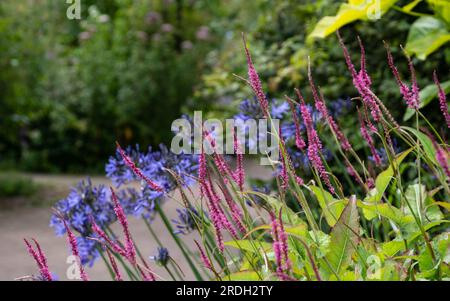 Atemberaubende, farbenfrohe Blütenränder im RHS Wisley Garden, Surrey UK. In den ausgedehnten Blumenbeeten wachsen hauptsächlich mehrjährige Pflanzen. Stockfoto