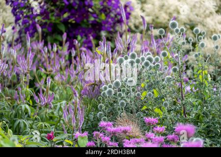 Im Vordergrund steht die ruthenische Globe-Distel Echinops bannaticus Star Frost, fotografiert in Wisley, Surrey UK. Stockfoto