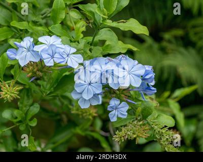 Blassblaue Plumbago Auriculata Blüten mit grünem Laub (auch bekannt als Cape Leadwort, Blue plumbago oder Cape plumbago), Oktober, England, Großbritannien Stockfoto