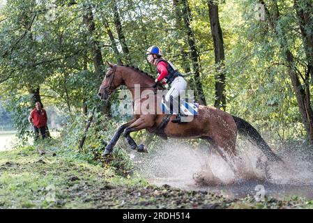 Hattem, Niederlande - 5. 2019. Oktober: Reiter auf einem braunen Pferd überquert eine Pfütze Wasser im örtlichen Militärkreuz „Molecaten Ruiterdag“ Stockfoto