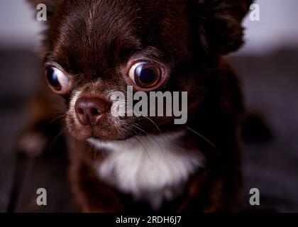 Porträt eines kuitbraunen chihuahua männlichen Welpen. Nahaufnahme. Stockfoto