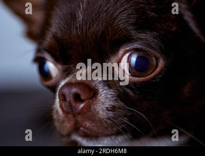 Porträt eines wunderschönen, braunen, traumhaften, männlichen chihuahua-Welpen. Nahaufnahme des Gesichts. Stockfoto