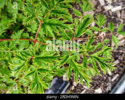 Faszinierender Aruncus Woldemar Meier bei Sommersonne. Natürliches Nahaufnahme blühendes Pflanzenporträt Stockfoto