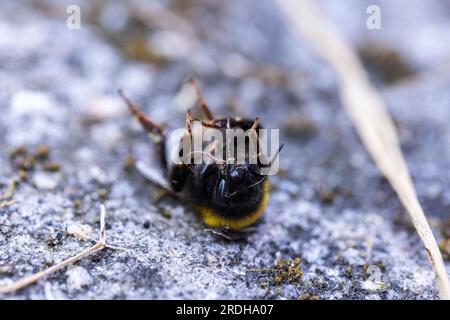 Nahaufnahme einer toten Hummel, Hummel, Drohnenbiene oder Hundebiene, die auf dem Rücken auf dem Boden liegt. Das Insekt ist sehr nützlich für die Menschheit und Stockfoto