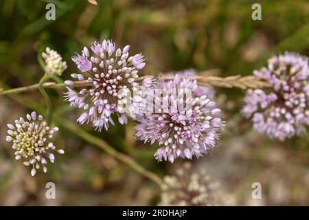 Natürliches Nahaufnahme-Pflanzenporträt von Allium Canadense, Kanadische Zwiebeln, kanadischem Knoblauch, glühend in der Frühsommersonne Stockfoto