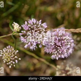 Natürliches Nahaufnahme-Pflanzenporträt von Allium Canadense, Kanadische Zwiebeln, kanadischem Knoblauch, glühend in der Frühsommersonne Stockfoto