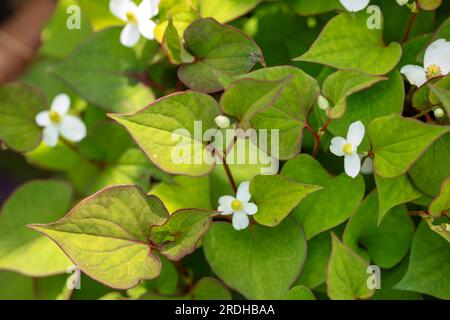 Interessante und grüne Houttuynia Cordata, herzblättrige Houttuynia. Natürliches Nahaufnahme blühendes Pflanzenporträt Stockfoto